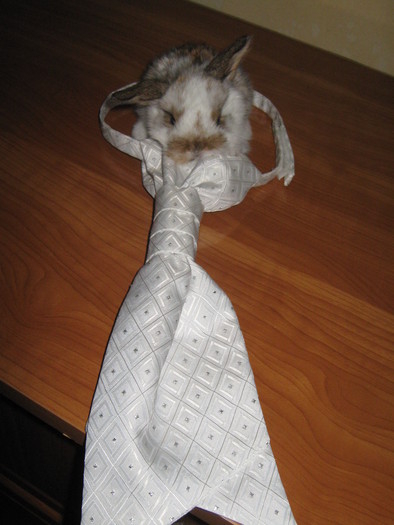 M-AM ARANJAT NUMAI PENTRU TINE; CAP DE BERBEC PITIC MASCUL
