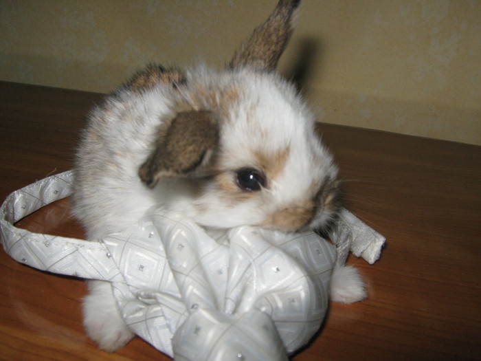 BARBATUL PERFECT PENTRU TINE; CAP DE BERBEC PITIC MASCUL
