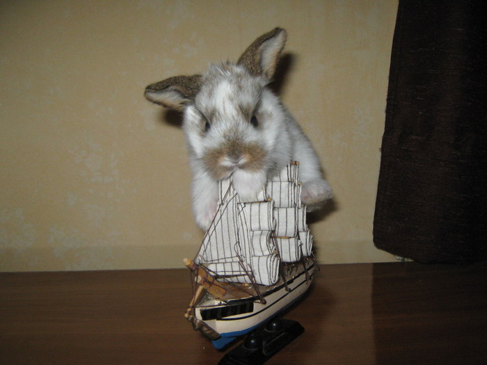 NAVIGEZ IN CAUTAREA TA!; CAP DE BERBEC PITIC MASCUL
