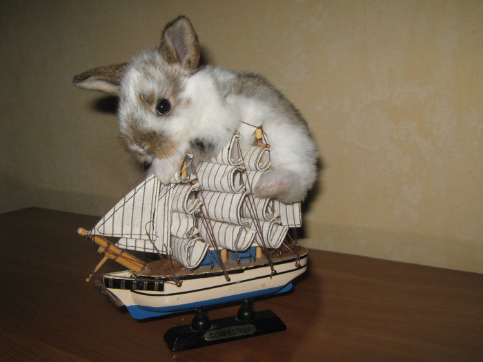 TE ASTEPT LA BORD!; CAP DE BERBEC PITIC MASCUL
