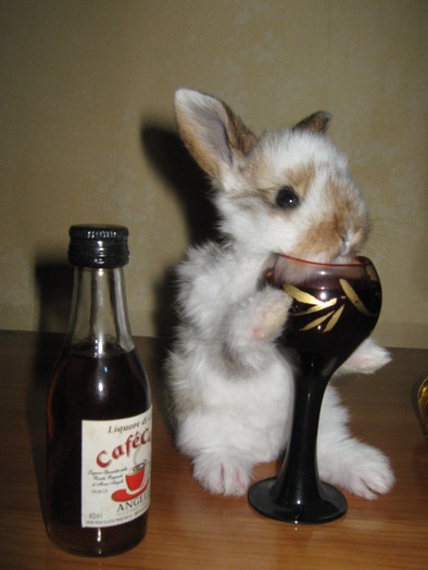 INVITA-MA LA UN PAHAR!; CAP DE BERBEC PITIC MASCUL
