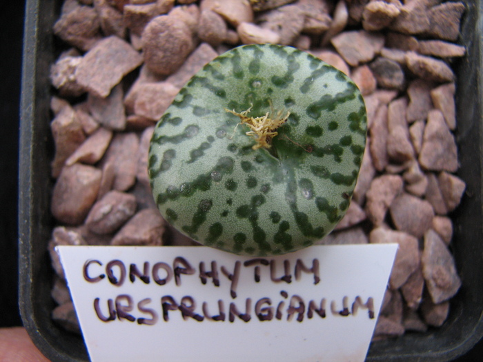 ursprungianum - decembrie 2010 - obcordellum