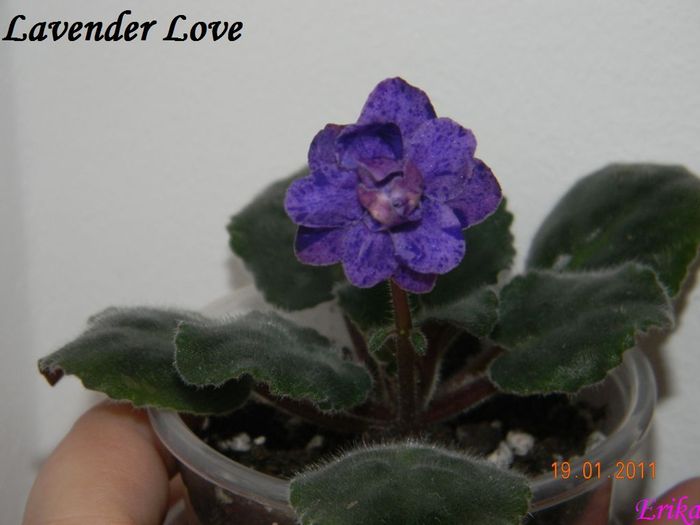 Lavender Love 2011 ian 19 cu blit