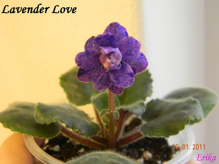 Lavender Love 2011 ian 19