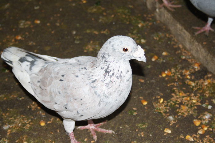 IMG_3303 - doar amintiri