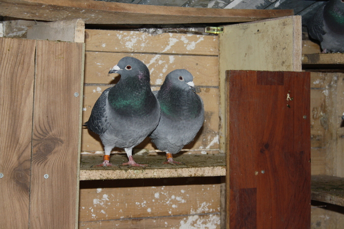 IMG_3305 - doar amintiri