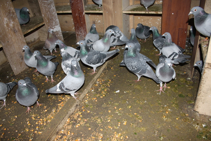 IMG_3310 - doar amintiri