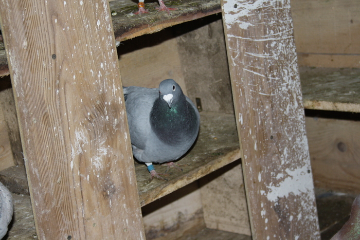 IMG_3311 - doar amintiri