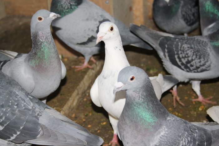 IMG_3316 - doar amintiri