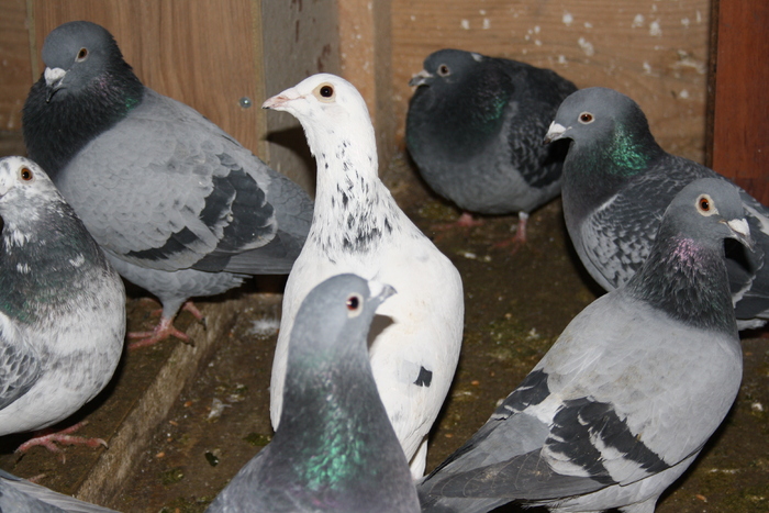 IMG_3317 - doar amintiri