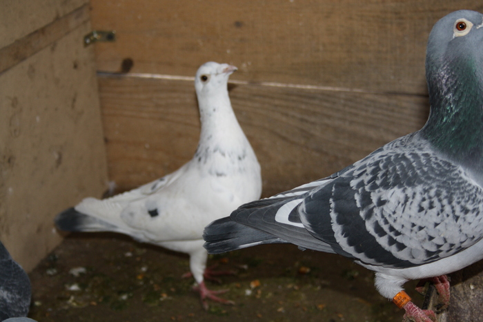 IMG_3318 - doar amintiri