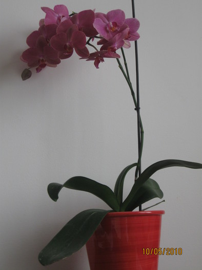  - 1-Orhideele mele dragi