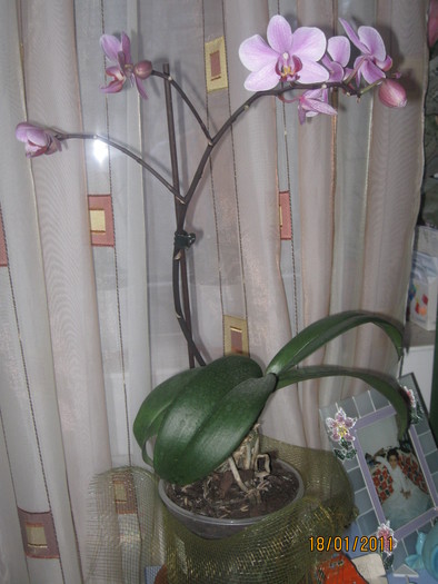  - 1-Orhideele mele dragi