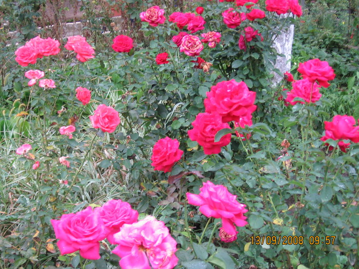 Picture 114 - 1Gradina mea