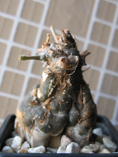 Cephalopetandra ecchirosa
