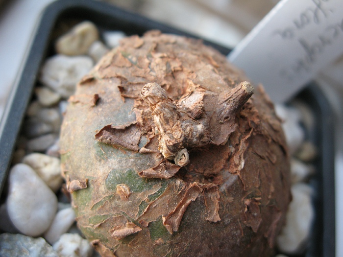 Kenya, Cyclantheropsis parviflora - Caudex Plante cu caudex