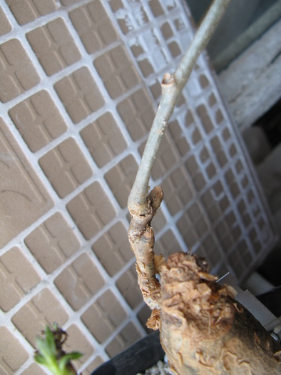 IMG_2581 - Caudex Plante cu caudex