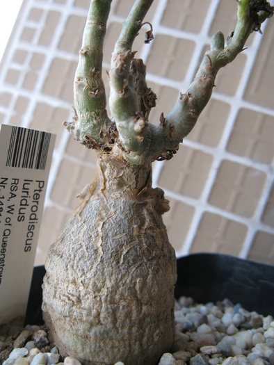 Pterodiscus luridus - Caudex Plante cu caudex