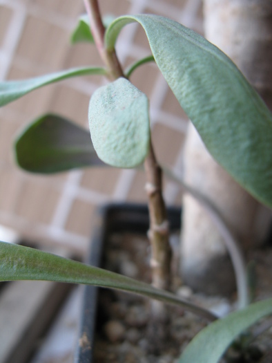 Othonna euphorbioides