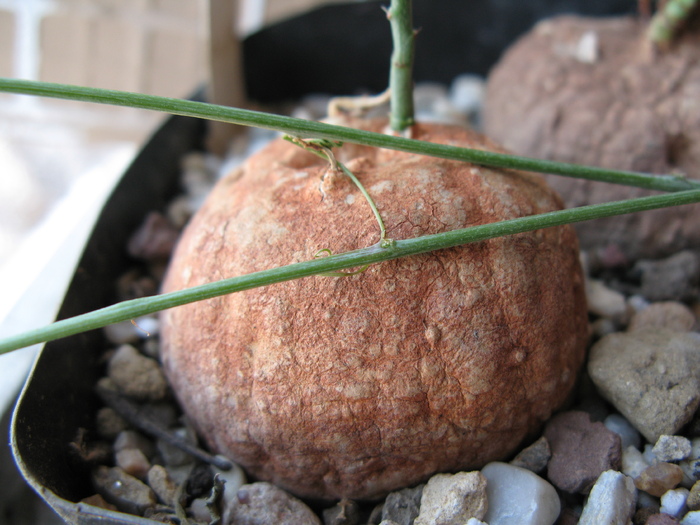 Adenia kirkii -Passifloraceae