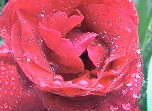 trandafir_rosu - trandafiriii