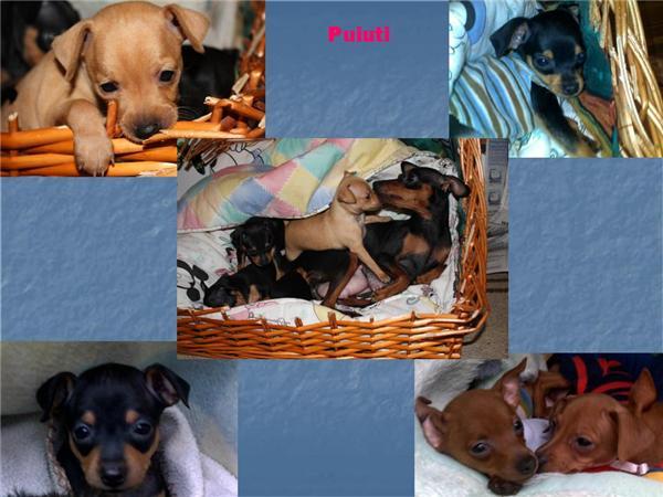 0b5667ecede510dc171bab1aae501615 - 30 timisoara  pinscher pitic pui de vanzare