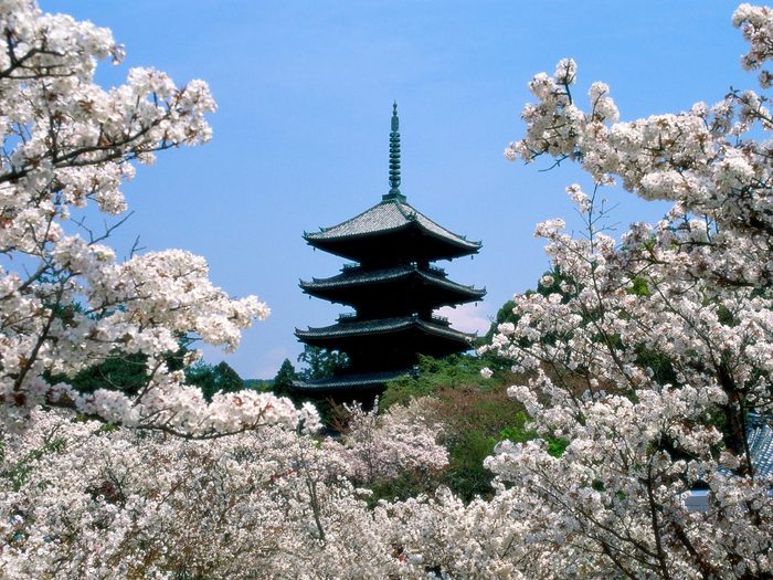 Cherry Blossoms, Ninna-Ji Temple Grounds, Kyoto, Japan - xXfriendsxX