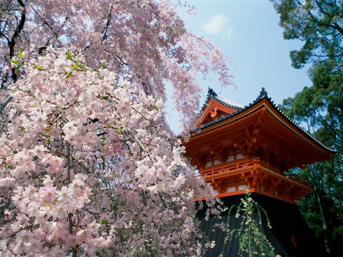 Cherry Blossoms, Ninnaji Temple, Kyoto, Japan - xXfriendsxX