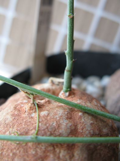 Adenia kirkii -Passifloraceae - Caudex Plante cu caudex