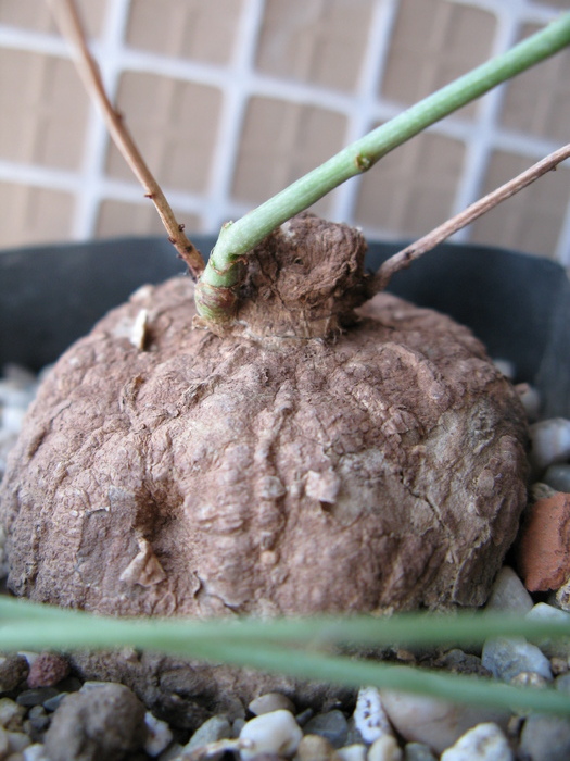 Adenia kirkii - fam. Passifloraceae - Caudex Plante cu caudex