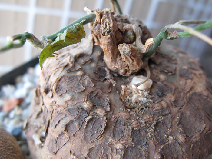 Pyrenacantha malvifolia - Caudex Plante cu caudex