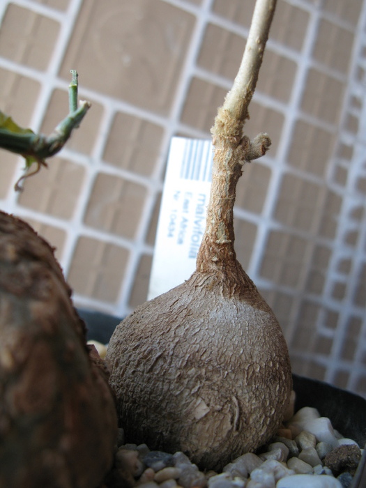 Pyrenacantha malvifolia - Caudex Plante cu caudex