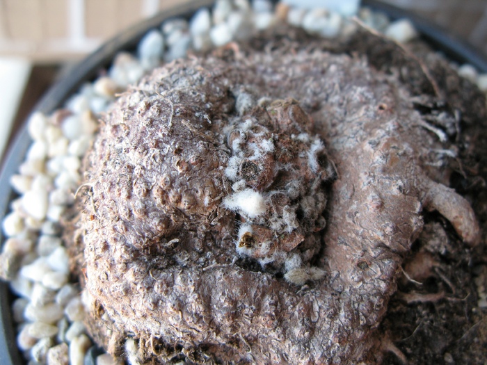 Rechsteineria  ( Sinningia ) leucotricha - Caudex Plante cu caudex