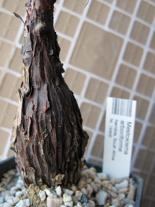 Mestoklema arboriforme -Aizoaceae - Caudex Plante cu caudex