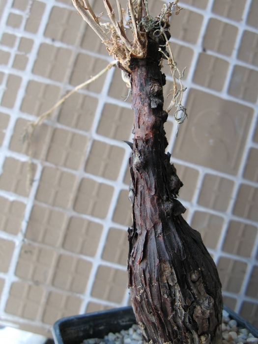 Mestoklema arboriforme - Caudex Plante cu caudex