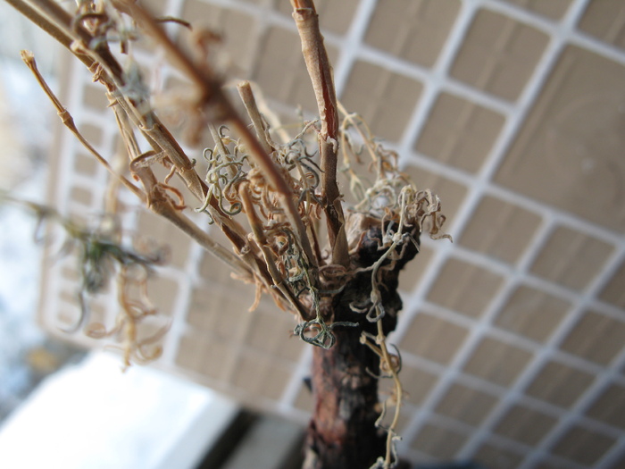 Mestoklema arboriforme iarna, in perioada de repaos -detaliu - Caudex Plante cu caudex