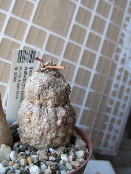 IPOMEA welwitschii - Caudex Plante cu caudex