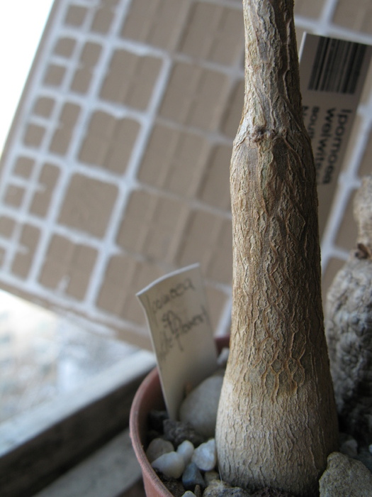 IPOMEA SP - Caudex Plante cu caudex