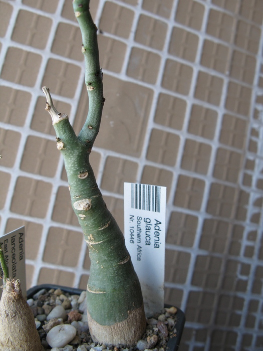 ADENIA GLAUCA - Caudex Plante cu caudex