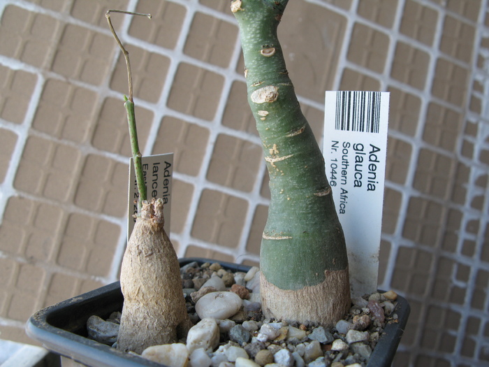 ADENIA GLAUCA SI  ADENIA LANCEOLATA - Caudex Plante cu caudex