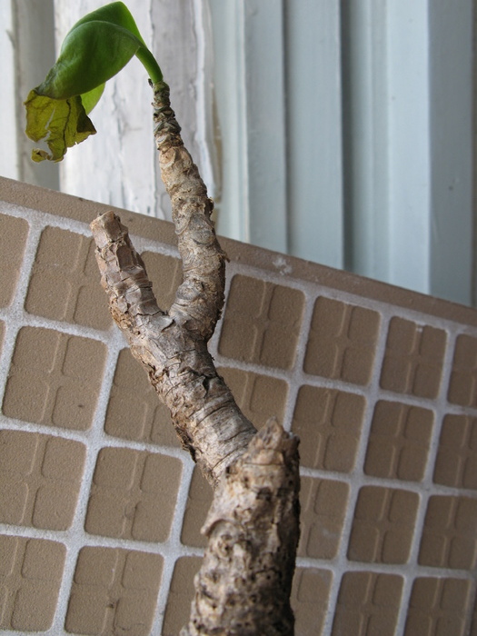 Maerua edulis; fam Capparaceae
