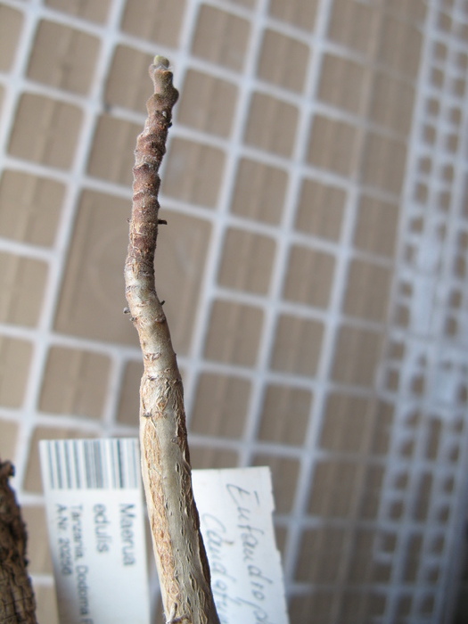 Entandrophragma caudatum; fam Meliaceae. Africa centrala si de sud