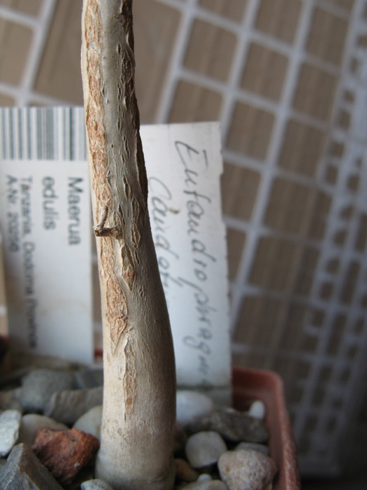 Entandrophragma caudatum