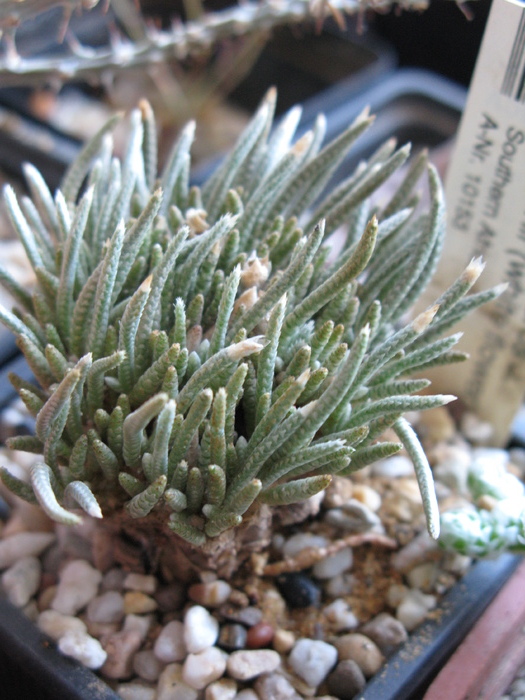 Anascampseros alstonii  = Avonia - Caudex Plante cu caudex