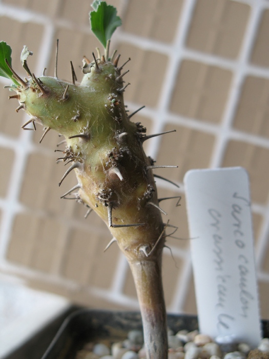 Sarcocaulon crassicaule - Caudex Plante cu caudex