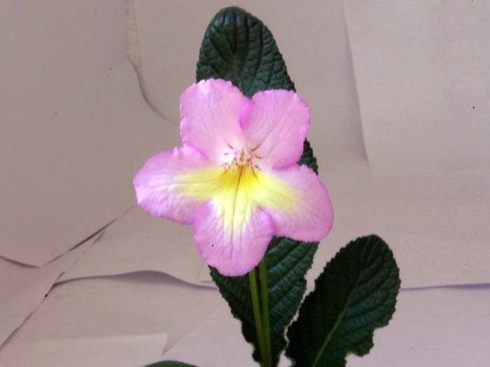 SG104178 - ZZZ-Alte Gesneriaceae