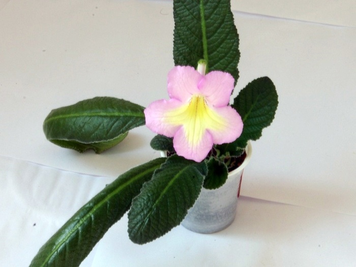 SG104158 - ZZZ-Alte Gesneriaceae