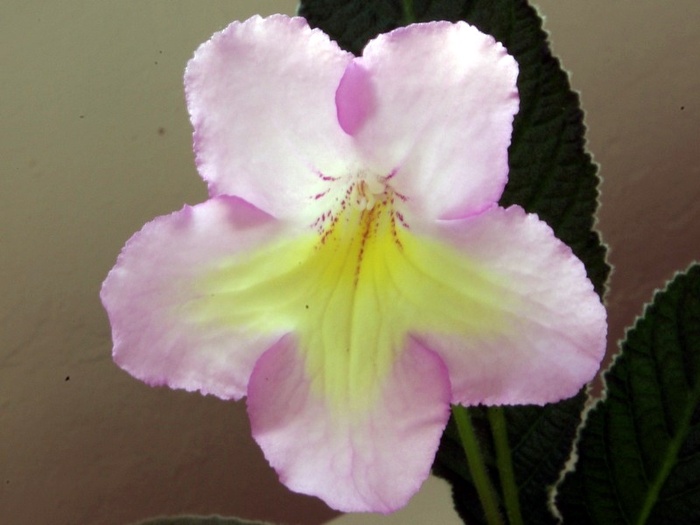 SG104168 - ZZZ-Alte Gesneriaceae