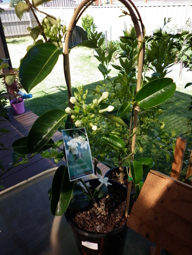 20.01.11 - Stephanotis floribunda