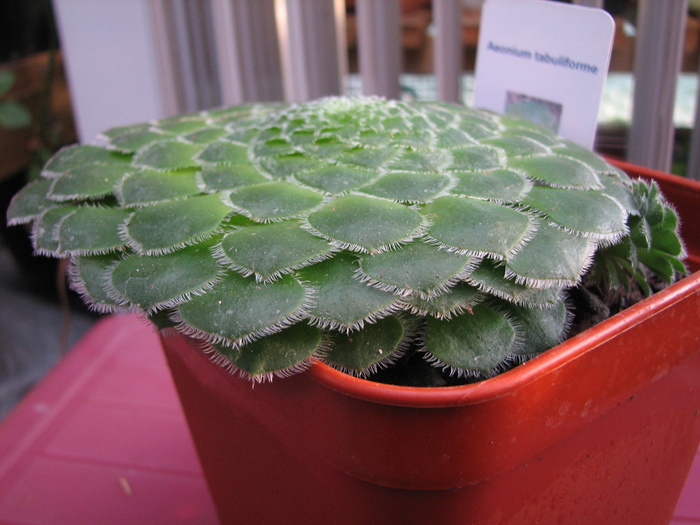 19.01.2011; Colectia Ciprian Suta
